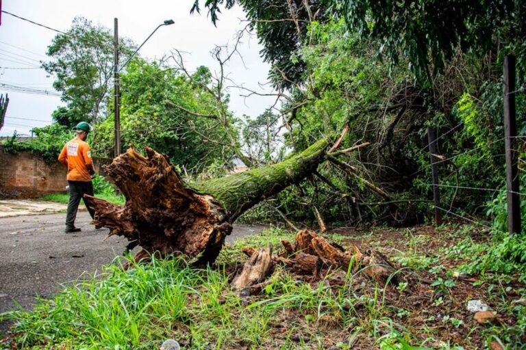 tree removal